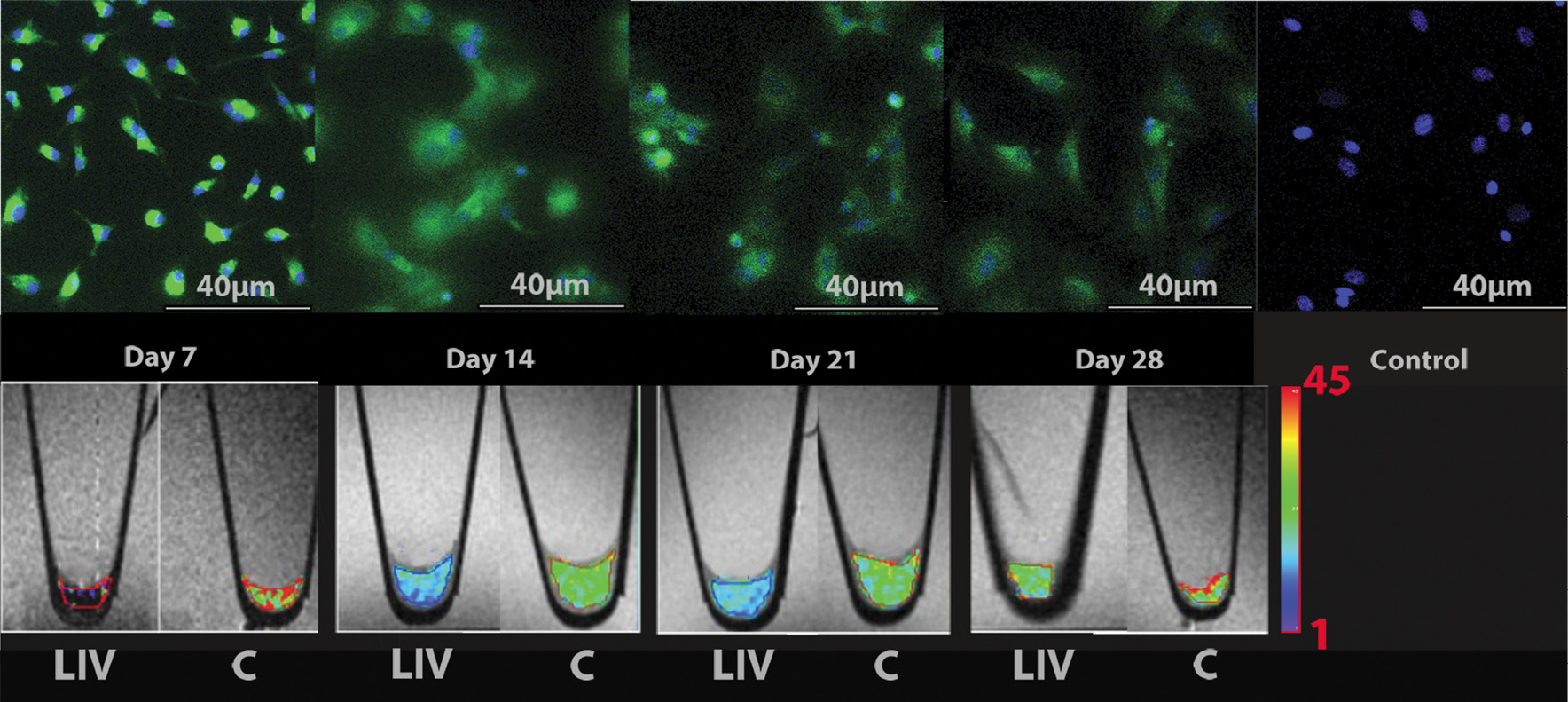 Longitudinal in vitro evaluations of FITC-ferumoxytol–labeled MSCs